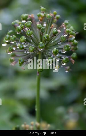 Macro de l'oignon bourgeonnant fleur d'Allium avec des gouttes d'eau après un orage dans un jardin sur fond vert flou au printemps Banque D'Images