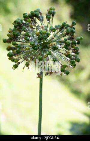 Macro de l'oignon bourgeonnant fleur d'Allium avec des gouttes d'eau après un orage dans un jardin sur fond vert flou au printemps Banque D'Images