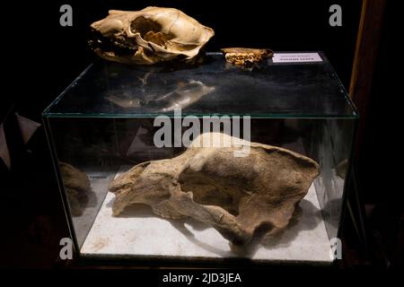 Crâne d'une grotte et d'un ours brun européen (Ursus arctos), grotte de Krizna Jama, grotte de Cross, Grahovo, Slovénie. Banque D'Images