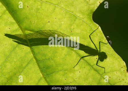 La belle demoiselle (Calopteryx virgo) est un damselfly européen appartenant à la famille des Calopterygidae. Banque D'Images