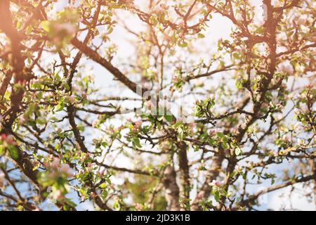 Pommier en fleur avec fleurs roses. Prise de vue à angle bas. Mise au point sélective douce. Magnifique fond de printemps ou d'été. Banque D'Images