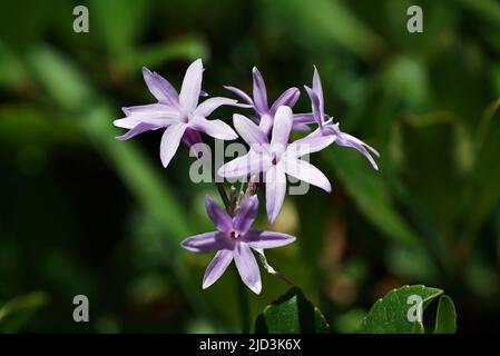 Gros plan d'un groupe de fleurs d'ail de la Société. Image empilée à partir de 9 images distinctes. Banque D'Images