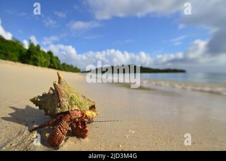 Crabe hermite des Caraïbes (Coenobita clypeatus) sur la plage de l'île de Vieques, Porto Rico Banque D'Images