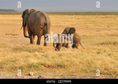 Deux petits éléphants jouant dans la savane. Parc national d'Amboseli, Kenya, Afrique Banque D'Images