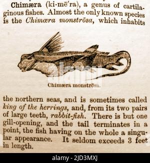 Une entrée de dictionnaire de 19th siècle décrivant et illustrant un Chimera, UN POISSON DE LAPIN ou un CAT DE MER (chimera monstrosa) . Aussi connu familièrement comme un requin fantôme, le poisson de rat, le poisson-fond ou le roi des cerrings Banque D'Images