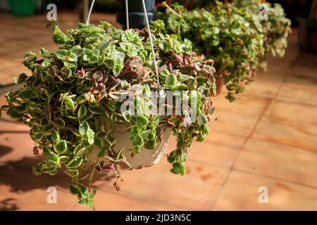 De belles plantes en pot de Crassula pellucida dans le jardin Banque D'Images