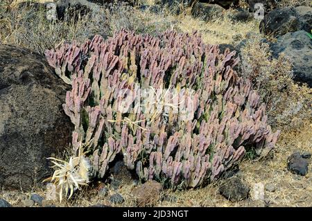 Euphorbia sp. Avec graines. Photo d'Engaruka, Tanzanie. Banque D'Images