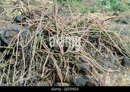 Euphorbia sp. D'Engaruka, Tanzanie. Banque D'Images