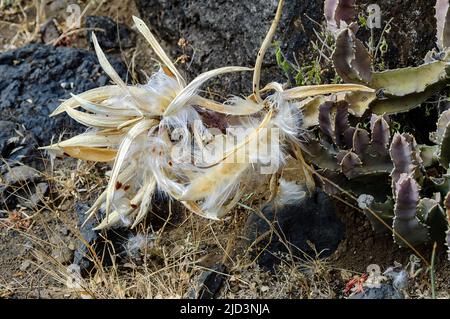 Graines sur le point d'être propagées avec le vent d'un Euphorbia sp.. Photo d'Engaruka, Tanzanie. Banque D'Images