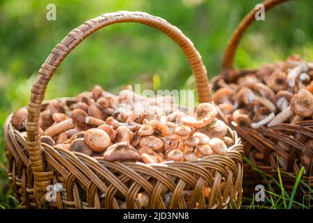 Champignons dans le panier. Délicieux champignons sauvages fraîchement cueillis dans la forêt locale, champignons dans un panier en osier sur une herbe verte. Panier en osier Banque D'Images