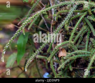 Mistletoe cactus (Rhipsalis baccifera) de la réserve de Palarium (Ampanakary, Atsinanana), est de Madagascar. Banque D'Images