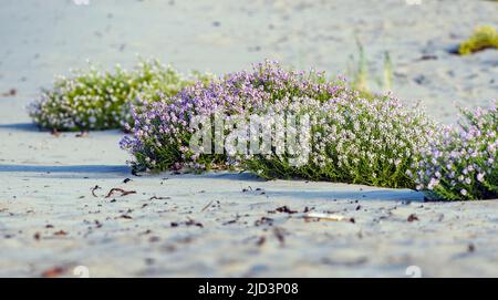 La fusée européenne (Cakile maritima) pousse dans le sable à revtangen (Rogaland, Norvège occidentale) en septembre. Banque D'Images