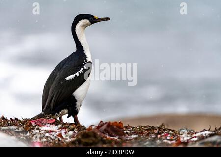 Le cerf de l'Antarctique (Phalacrocorax bransfidensis) de l'île du Roi George, îles Shetland du Sud, Antarctique. Banque D'Images