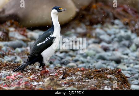 Le cerf de l'Antarctique (Phalacrocorax bransfidensis) de l'île du Roi George, îles Shetland du Sud, Antarctique. Banque D'Images