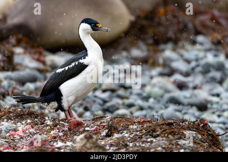 Le cerf de l'Antarctique (Phalacrocorax bransfidensis) de l'île du Roi George, îles Shetland du Sud, Antarctique. Banque D'Images