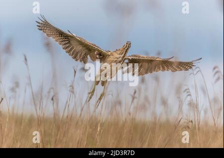 Le lanterne eurasien (Botaurus stellaris) s'enferme de la forêt d'herbes de Vejlerne, dans le nord du Danemark, un matin tôt en juin. Un coup de chance ! Banque D'Images