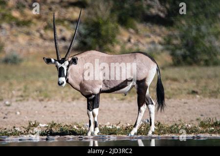 Une antilope d'Oryx dans un trou d'eau du parc national d'Etosha en Namibie en Afrique Banque D'Images