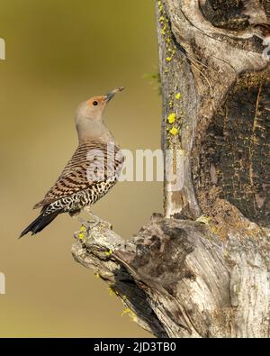 Flicker du Nord femelle à la cavité nicheuse (C. auratus), Kamloops (Colombie-Britannique), Canada, Amérique du Nord Banque D'Images