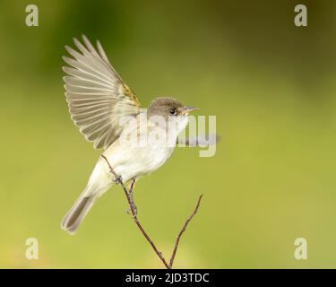 Moucherolle à saule (Empidonax traillii), Kamloops Canada, Banque D'Images