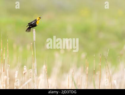 Blackbird à tête jaune (Xanthocephalus xanthocephalus), chantant sur les queues de chat Banque D'Images