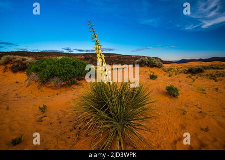 Desert Yucca fleurir dans le parc national Coral Pink Sand Dunes, Utah, États-Unis. Banque D'Images