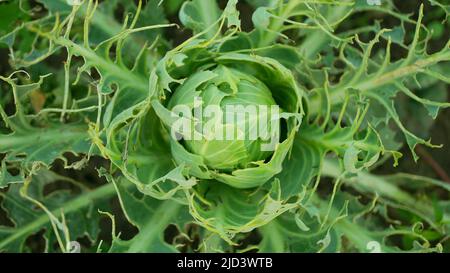 Champ de papillons de chou de Caterpillar grands trous de mordus de feuilles blanches manger grignoteuse papillon vert Pieris brassicae cole cultures parasite blanc, ferme Banque D'Images