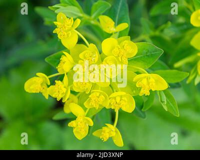 Gros plan de la fleur d'Euphorbia (spherte de marais). Banque D'Images