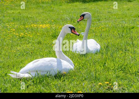 Deux cygnes reposant sur une pelouse verte au printemps. Banque D'Images