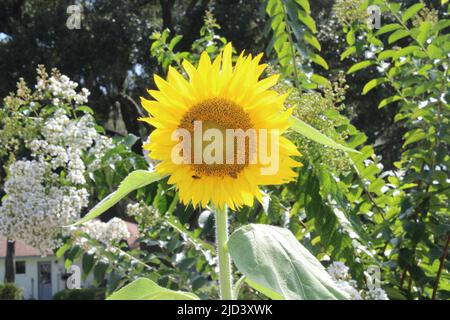 Belle tournesol avec abeilles en présence Banque D'Images