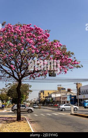 Goiania, Goiás, Brésil – 04 juin 2022 : une belle bépe violette fleurie sur l'Avenida Anhanguera, à Goiânia. Handroanthus impétiginosus. Banque D'Images