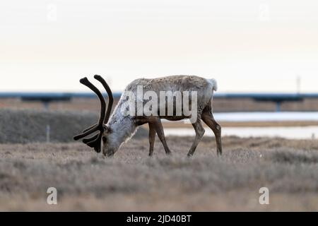 Brouette de caribou en Alaska de Deadhorse Banque D'Images