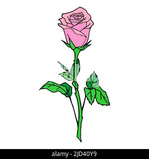 dessin graphique couleur d'une rose rose sur fond blanc, design, art, valentin Illustration de Vecteur