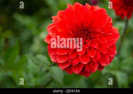 Dahlia rouge Srudayy Banque D'Images