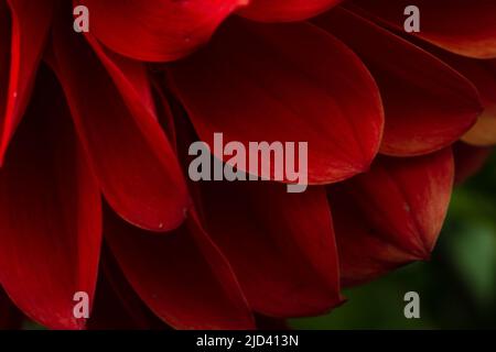 Dahlia rouge Srudayy Banque D'Images