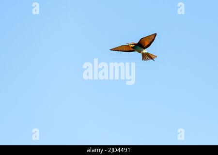 Oiseau d'abeille volant avec des ailes ouvertes en Turquie Banque D'Images