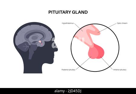 Anatomie de la glande pituitaire, illustration Banque D'Images