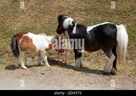 Deux jeunes chevaux de poney dehors dans la campagne sur pelouse verte Banque D'Images