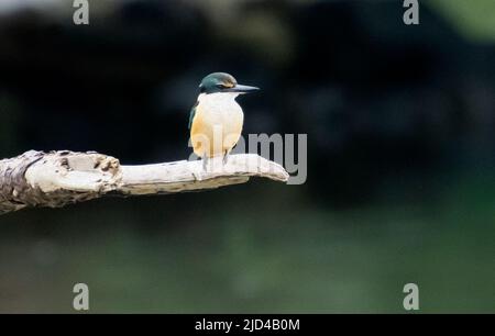 Peinture à l'huile effet kingfisher de Nouvelle-Zélande sur l'ancienne branche avec bokeh Banque D'Images