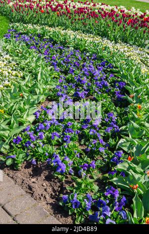 bleu multicolore et pansy blanche dans le jardin Banque D'Images