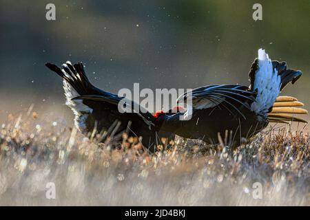 Deux tétras noirs mâles (Lyrurus tetrix, mâle) se battant un matin tôt en avril. Photo du sud de la Norvège. Banque D'Images