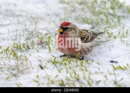 Commune Redpoll (Carduelis flammea, homme) du sud-ouest de la Norvège. Banque D'Images