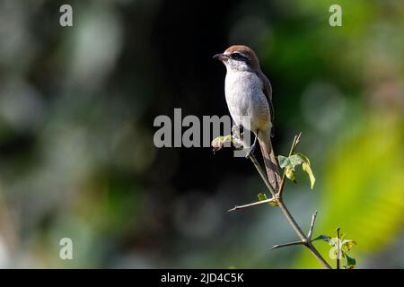 Crevettes brunes (Lanius cristatus) du PN de Kaziranga, Assam, Inde. Banque D'Images