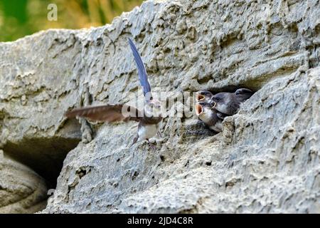 Sable affamé martin poussins (Riparia riparia) hurlant pour que leur mère revienne avec de la nourriture. Photo du sud-ouest de la Norvège en août. Banque D'Images