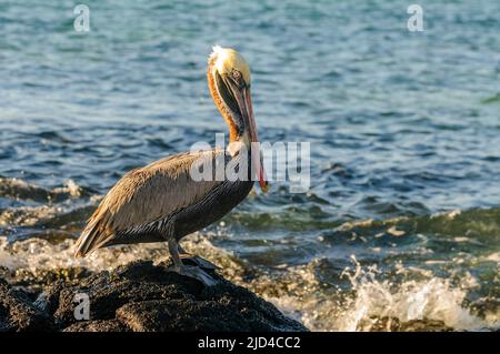 Pélican brun (Pélicanus occidentalis) de Santa Cruz, Galapagos, Équateur. Banque D'Images