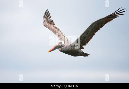 Pélican brun (Pélicanus occidentalis) de la baie James, île de Santiago, Galapagos. Banque D'Images