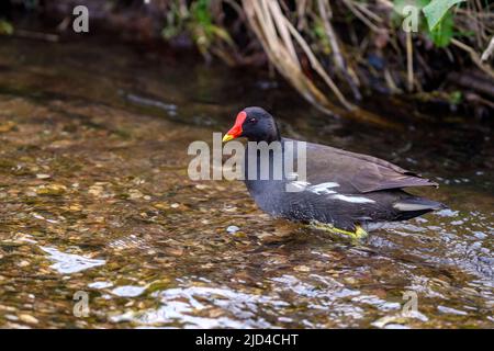 (Gallinula chloropus) de Leicestershire, Royaume-Uni. Banque D'Images