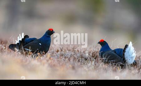 Le tétras noir de Tow male (Lyrurus tetrix) affiche un début de matinée en avril. Photo du sud de la Norvège. Banque D'Images