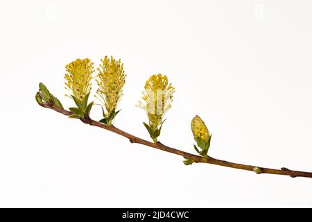 Fleurs de saule rampant (Salix repens). Banque D'Images