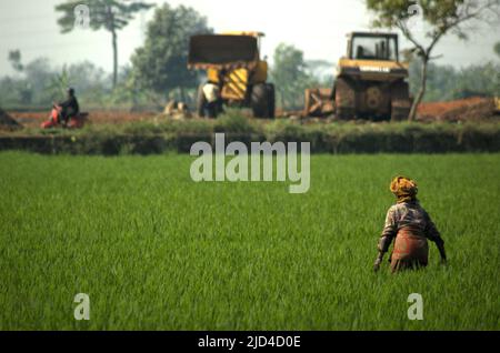 Une femme paysanne travaillant sur le champ de riz au bord de la route, dans un contexte de lourdes machineries garées de l'autre côté de la route sur un site de projet de logement à Bandung, Java-Ouest, Indonésie. Banque D'Images