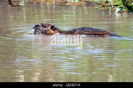 Coupu ( Myocastor coypus) est un rongeur semi-aquatique d'Amérique du Sud, mais introduit en Europe, en Afrique, en Amérique du Nord et en Asie par les producteurs de fourrures. Photo f Banque D'Images